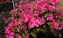 Melina - Japanese Azalea - Melina - Rhododendron