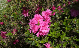 Petticoat - Japanische Azalee - Petticoat - Rhododendron; Azalea japanica