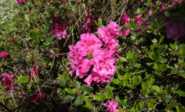 Petticoat - Japanese Azalea - Petticoat - Rhododendron; Azalea japanica