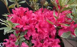 Silver Sword - Japanese azalea - Silver Sword - Rhododendron