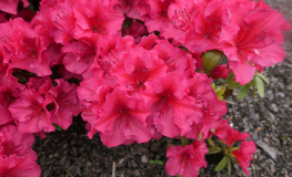 Florida - Azalia japońska - Florida - Rhododendron