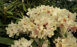 George Sand PBR - różanecznik wielkokwiatowy - Rhododendron hybridum 'George Sand' PBR