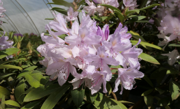 Bezděz - różanecznik wielkokwiatowy - Rhododendron hybridum 'Bezděz'