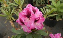 Děvín PBR - Rhododendron hybrid - Rhododendron hybridum 'Děvín' PBR