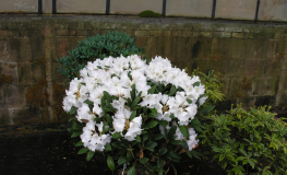 Hydon Velvet - Różanecznik degronianum ssp. yakushimanum x bureavii - Hydon Velvet - Rhododendron degronianum ssp. yakushimanum x bureavii