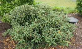 Rauhreif - różanecznik degronianum ssp. yakushimanum x smirnowii - Rauhreif - Rhododendron degronianum ssp. yakushimanum x smirnowii