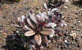 Everred - Рододендрон гибридный - Everred - Rhododendron hybridum