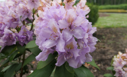 Fastuosum Flore Pleno - Рододендрон гибридный - Fastuosum Flore Pleno - Rhododendron hybridum