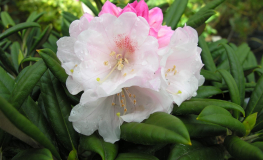 Spellbinder - Рододендрон гибридный - Spellbinder - Rhododendron hybridum