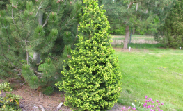 Picea abies 'Emsland' - Eль обыкновенная - Picea abies 'Emsland'