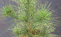 Pinus densiflora 'Golden Ghost' - sosna gęstokwiatowa - Pinus densiflora 'Golden Ghost'