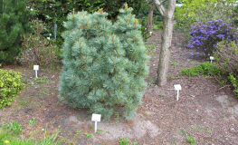 Pinus parviflora 'Globe' - sosna drobnokwiatowa - Pinus parviflora 'Globe'