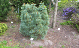 Pinus parviflora 'Globe' - Mädchen-Kiefer - Pinus parviflora 'Globe'