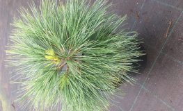 Pinus strobus 'Blue Shag' - sosna wejmutka - Pinus strobus 'Blue Shag'