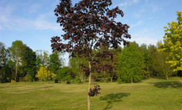 Acer platanoides 'Crimson King' - Spitz-Ahorn - Acer platanoides 'Crimson King'