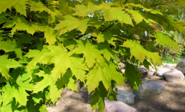 Acer platanoides 'Golden Globe' - Spitz -Ahorn - Acer platanoides 'Golden Globe'