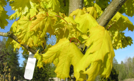 Acer platanoides 'Prigo' PRINCETON GOLD - Norway maple - Acer platanoides 'Prigo' PRINCETON GOLD