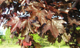 Acer platanoides 'Royal Red' - klon zwyczajny ; klon pospolity - Acer platanoides 'Royal Red'