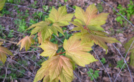 Acer pseudoplatanus 'Leat's Cottage'- Berg- Ahorn - Acer pseudoplatanus 'Leat's Cottage'