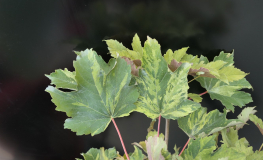 Acer pseudoplatanus 'Nizetii' - Berg- Ahorn - Acer pseudoplatanus 'Nizetii'