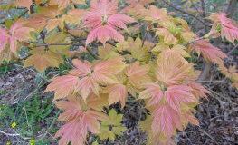 Acer pseudoplatanus 'Prinz Hadjery' - Berg- Ahorn - Acer pseudoplatanus 'Prinz Hadjery'