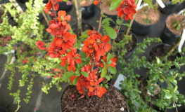Chaenomeles x superba 'Andenken an Karl Ramcke' -  Japanese quince - Chaenomeles x superba' Andenken an Karl Ramcke'