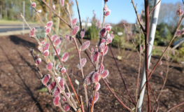 Salix gracilistyla 'Mt. Aso' - rose pink pussy willow - Salix gracilistyla 'Mt. Aso'