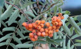 Sorbus meinichii - Eberesche - Sorbus meinichii