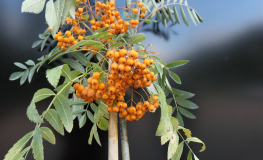 Sorbus ×arnoldiana 'Copper Glow' - Jarząb Arnolda 'Copper Glow' - Sorbus ×arnoldiana 'Copper Glow'