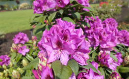 Anah Krushke - Рододендрон гибридный - Anah Krushke - Rhododendron hybridum
