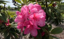 Anna Rose Whitney - Рододендрон гибридный - Anna Rose Whitney - Rhododendron hybridum