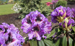 Blaue Jungs - Рододендрон гибридный - Blaue Jungs - Rhododendron hybridum