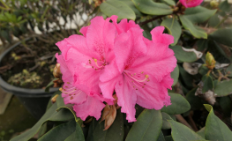 Caruso  - Рододендрон гибридный - Caruso  - Rhododendron hybrium