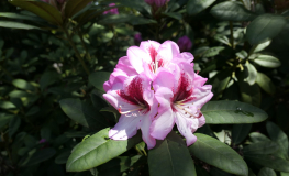 Cassata - Рододендрон гибридный - Cassata - Rhododendron hybrium