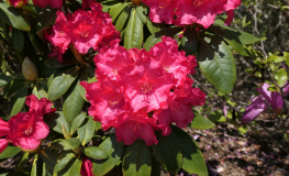 Django -brachycarpum hybr.  - Рододе́ндрон Фори́ ; Рододе́ндрон ро́зовый - Django -brachycarpum hybr.  - Rhododendron brachycarpum ; Rhododendron fauriei