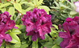 Donator - Рододендрон гибридный - Donator - Rhododendron hybridum