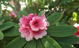 Erica Guyens- Рододендрон гибридный - Erica Guyens - Rhododendron hybridum