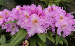 Ernest Inman - Рододендрон гибридный - Ernest Inman - Rhododendron hybridum