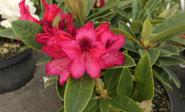 Europa 93 - Рододендрон гибридный - Europa 93 - Rhododendron hybridum