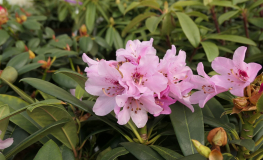 Frühlingsbeginn - Рододендрон гибридный - Frühlingsbeginn - Rhododendron hybridum
