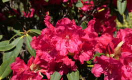 Fruhlingsluhen- Рододендрон гибридный - Fruhlingsluhen - Rhododendron hybridum