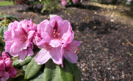 Georg Maier - Рододендрон гибридный - Georg Maier - Rhododendron hybridum