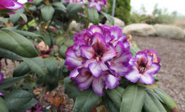 HANS HACHMANN - 'Hachhans' - Рододендрон гибридный - HANS HACHMANN - 'Hachhans' - Rhododendron hybridum