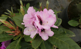 Herbstfreude - Рододендрон гибридный - Herbstfreude - Rhododendron hybridum