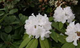 Hercules - Рододендрон гибридный - Hercules - Rhododendron hybridum