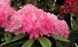 Hachmann's Karianne - Рододендрон гибридный - Hachmann's Karianne - Rhododendron hybridum