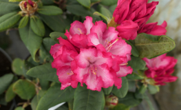 Kokette - Рододендрон гибридный - Kokette - Rhododendron hybridum