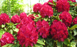 Lem's Stormcloud- Рододендрон гибридный - Lem's Stormcloud - Rhododendron hybridum