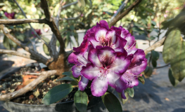 Midnight Mystique - Рододендрон гибридный - Midnight Mystique - Rhododendron hybridum