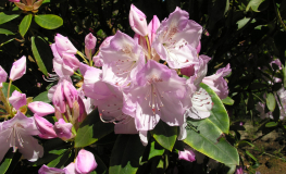 Mrs Charles E. Pearson- Рододендрон гибридный - Mrs Charles E. Pearson - Rhododendron hybridum